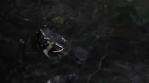 Turtle Swiming 스톡 동영상 50787052