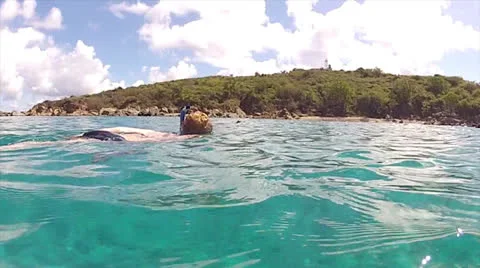 Turtle - swimmer meet 60% Stock Footage 24592606