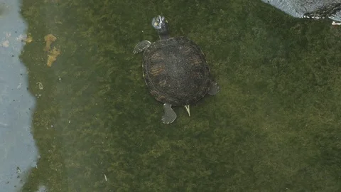 Turtle Swimming 4k Stock Footage 90832503