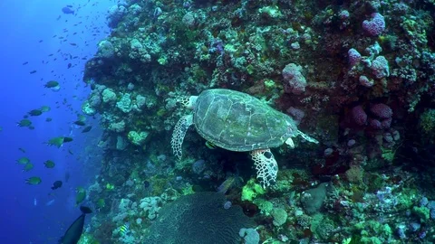Turtle Swimming Along a Wall Stock Footage 81954835