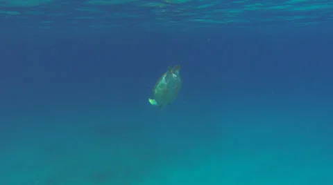Turtle Swimming and Diving Stock Footage 26734729