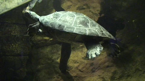 Turtle Swimming in an Aquarium Stock Footage 485697