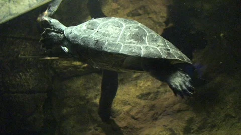 Turtle Swimming in an Aquarium Stock Footage 489333