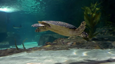 Turtle swimming in Aquarium Video stock 51421392