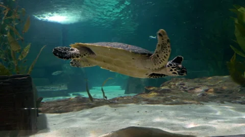 Turtle swimming in Aquarium Video stock 51466767
