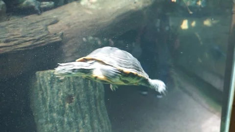 Turtle swimming in aquarium   Stock Footage 103698445