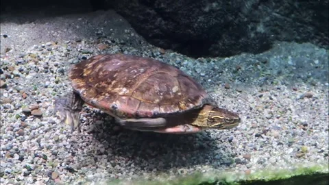 Turtle Swimming In An Aquarium Stock Footage 250420317