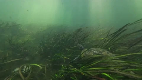 Turtle Swimming in Aquatic Vegetation, 5k, FL, USA Видео 168272575