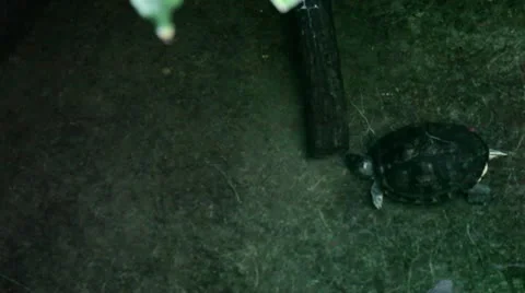 Turtle swimming around Stock Footage 8946907