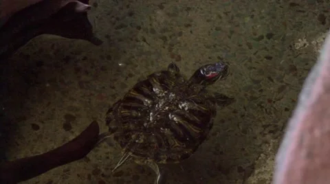 Turtle Swimming around Video stock 52397801