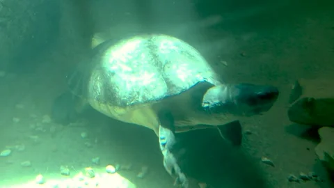 A Turtle Swimming Around Video stock 289429424