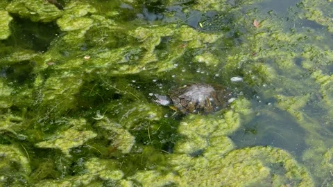 A turtle swimming around in the scummy algae on a pond in the summer. Stock Footage 245482787