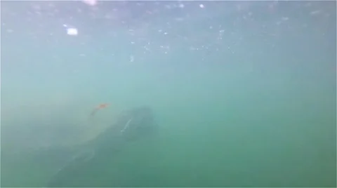 Turtle swimming around - Slow Video stock 65063098