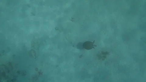 Turtle Swimming Around Underwater Stock Footage 127757350