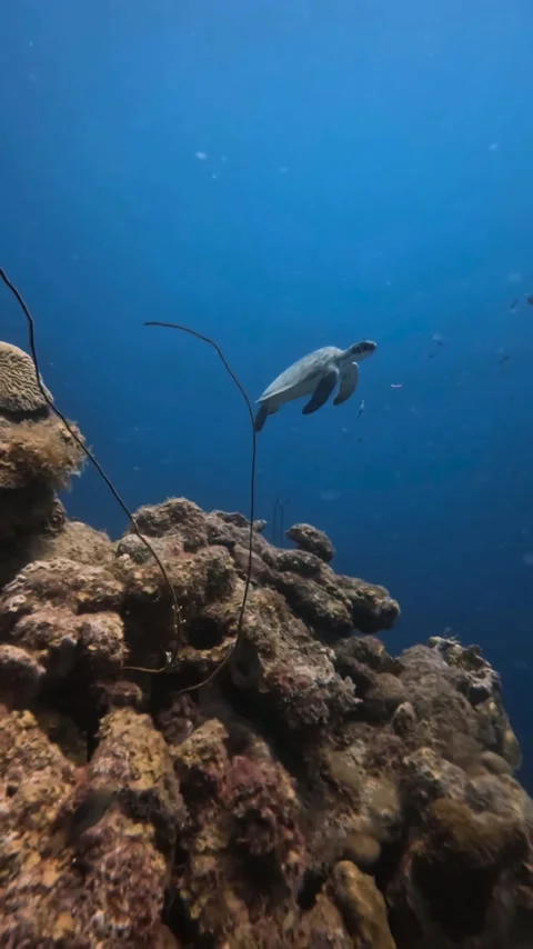 Turtle swimming away into the deep Stock Footage 231526513