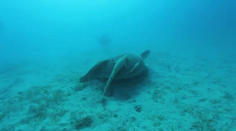 Turtle swimming away Stock Footage 22708538