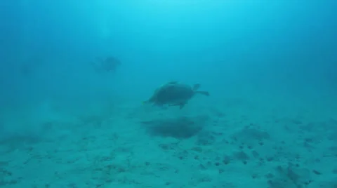 Turtle swimming away Stock Footage 22708554