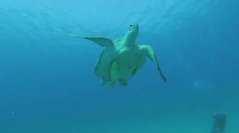 Turtle swimming away Stock Footage 22708572
