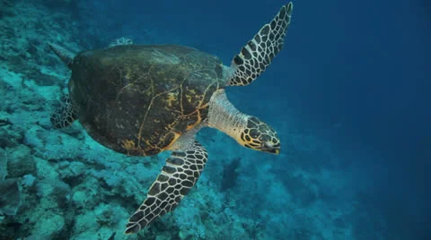 Turtle swimming away Stock Footage 22726311