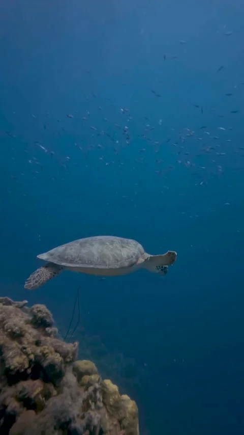 Turtle swimming away from rock Stock Footage 231526544