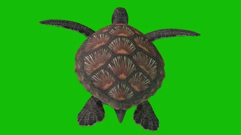 Turtle Swimming Back 3D Rendering Animation On Green Screen Background. Stock Footage 307219837