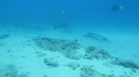 Turtle swimming in baja Stock Footage 24385125