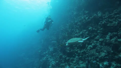 Turtle swimming in the blue with diver in the background 動画素材 22726334
