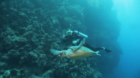 Turtle swimming in the blue with diver in the background Stock Footage 22726344
