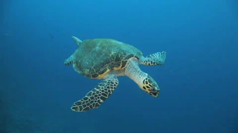 Turtle swimming in the blue Stock Footage 22726330