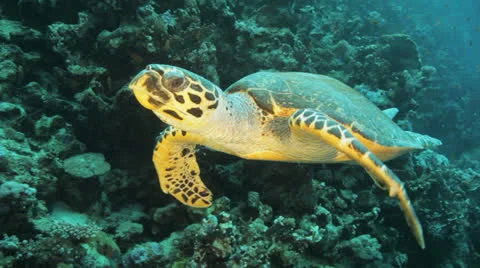 Turtle swimming in the blue Stock Footage 22726374