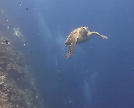 Turtle swimming into the blue water close to viewer Stock Footage 21076233