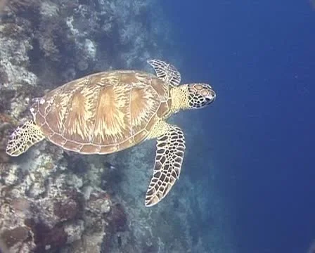 Turtle swimming into the blue water Stock Footage 21081563
