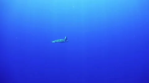 Turtle Swimming in Blue Water Stock Footage 64899332