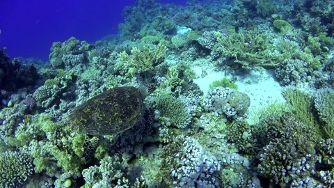 Turtle Swimming in Blue Water Stock Footage 78244564