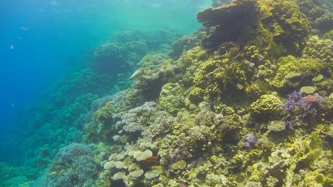 Turtle Swimming in Blue Water Stock Footage 92144992