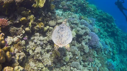 Turtle Swimming in Blue Water Stock Footage 92171441