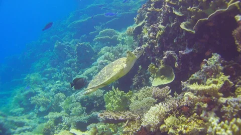 Turtle Swimming in Blue Water Video stock 112014448