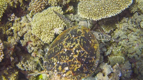 Turtle Swimming in Blue Water Stock Footage 112014596