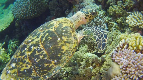 Turtle Swimming in Blue Water Stock Footage 112014611