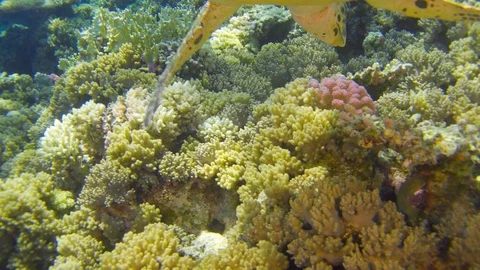 Turtle Swimming in Blue Water Stock Footage 112014630