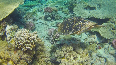 Turtle Swimming in Blue Water Stock Footage 112014747