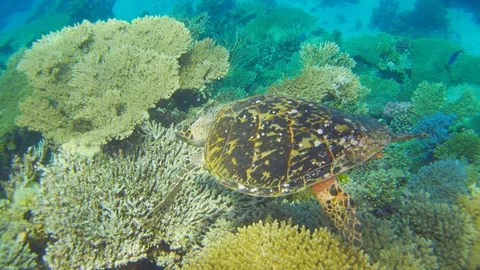 Turtle Swimming in Blue Water Stock Footage 112014767