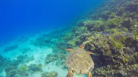 Turtle Swimming in Blue Water Stock Footage 112015289