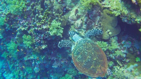 Turtle Swimming in Blue Water Stock Footage 112303480