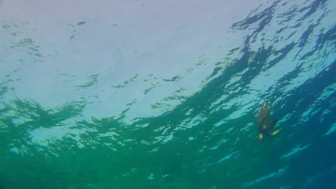 Turtle Swimming in Blue Water Stock Footage 112303486