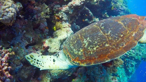 Turtle Swimming in Blue Water Stock Footage 112303547