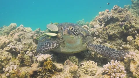 Turtle Swimming in Blue Water Stock Footage 287628430