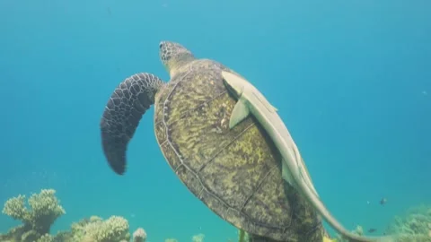 Turtle Swimming in Blue Water Stock Footage 287628636