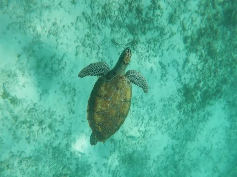 Turtle Swimming in the Caribbean Stock Footage 76992857