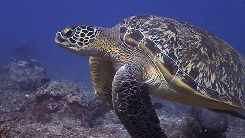 Turtle swimming close Stock Footage 119880866